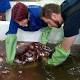 Now's your chance to watch scientists dissect a 770-pound squid