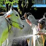 Vietnam's oxen race in muddy festival