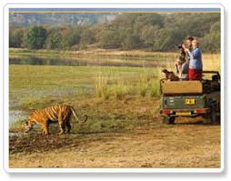 Delhi To Corbett Wildlife Tour Packages