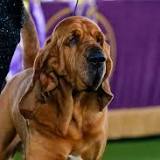 Trumpet the Bloodhound makes history by winning Best in Show at 146th Westminster Kennel Club Dog Show
