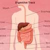 Digestive System Diseases: Common, Rare, Serious Types