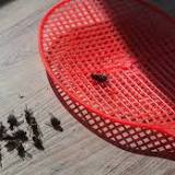 Think twice before killing that fly! Insects DO feel pain, scientists say