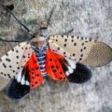 Spotted lanternfly: What you need to know about the invasive insect