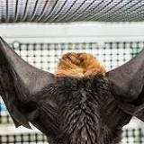 French lab scientists couldn't make bat virus mutate to become like SARS-CoV-2. Why it matters