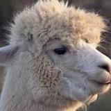 'Nanobodies' from llamas could yield cell-specific medications for humans