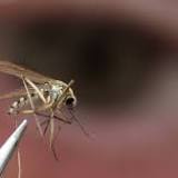 Mosquitoes infected with West Nile Virus found in Jefferson County