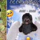 Drug cartel's mascot monkey wearing bulletproof vest killed in police shootout!