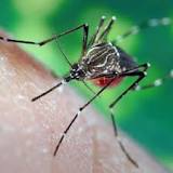 Lowndes mosquitos test positive for EEE