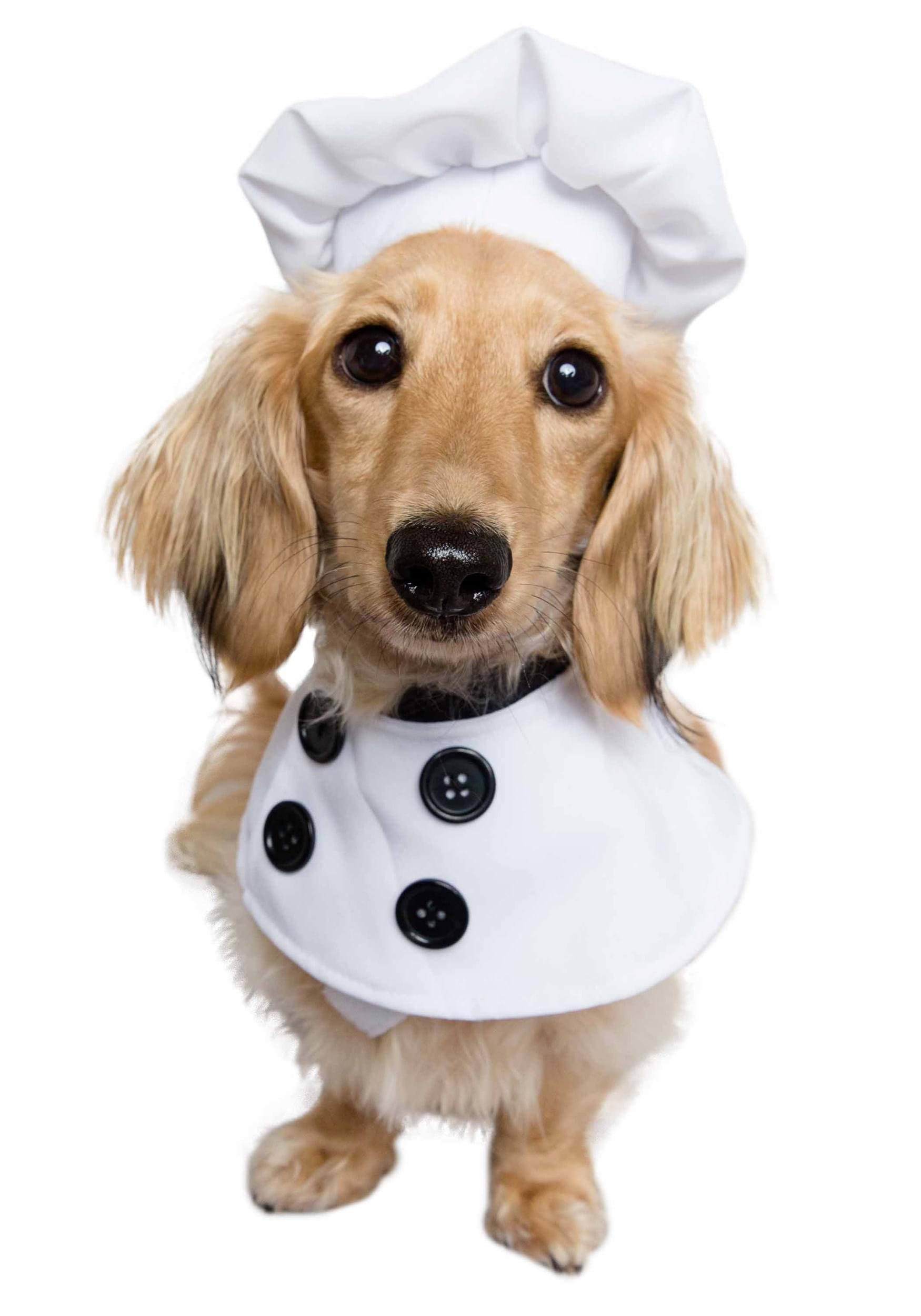 Pet Krewe Chef Uniform Pet Costume Set S/M