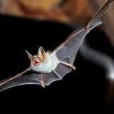 Study suggests bats buzz like hornets to scare off owls