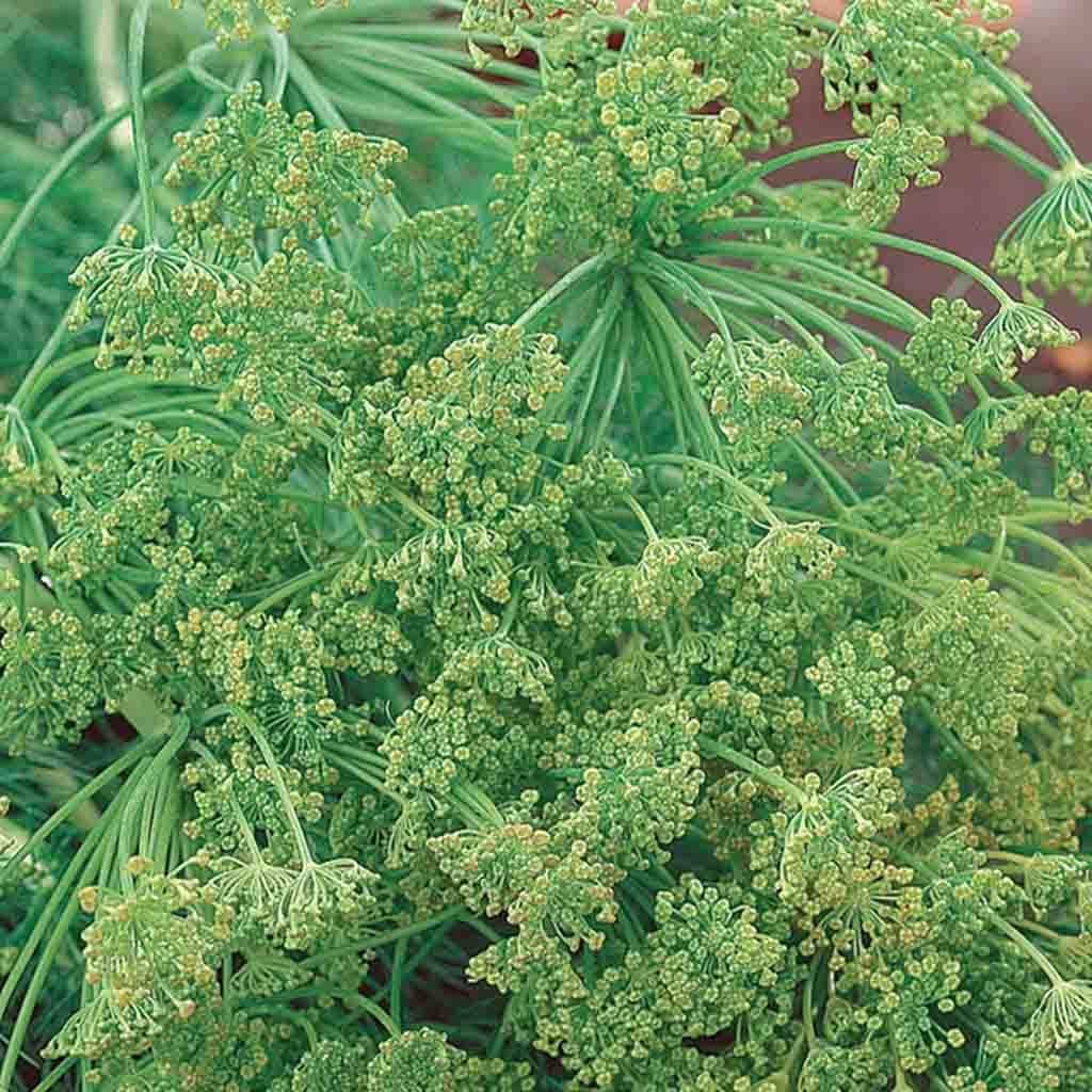 Dill Organic Seed from McKenzie Seeds Canada
