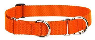 Lupinepet Martingale Combo Collar - Blaze Orange
