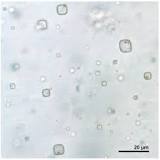 Scientists Found 830‑Million‑Year‑Old Organisms Potentially Alive in Crystals