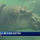 Cincinnati Zoo hippo Bibi expecting new baby, sibling to Fiona