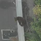 Bear roaming on side of 210 Freeway forces delays in La Cañada area