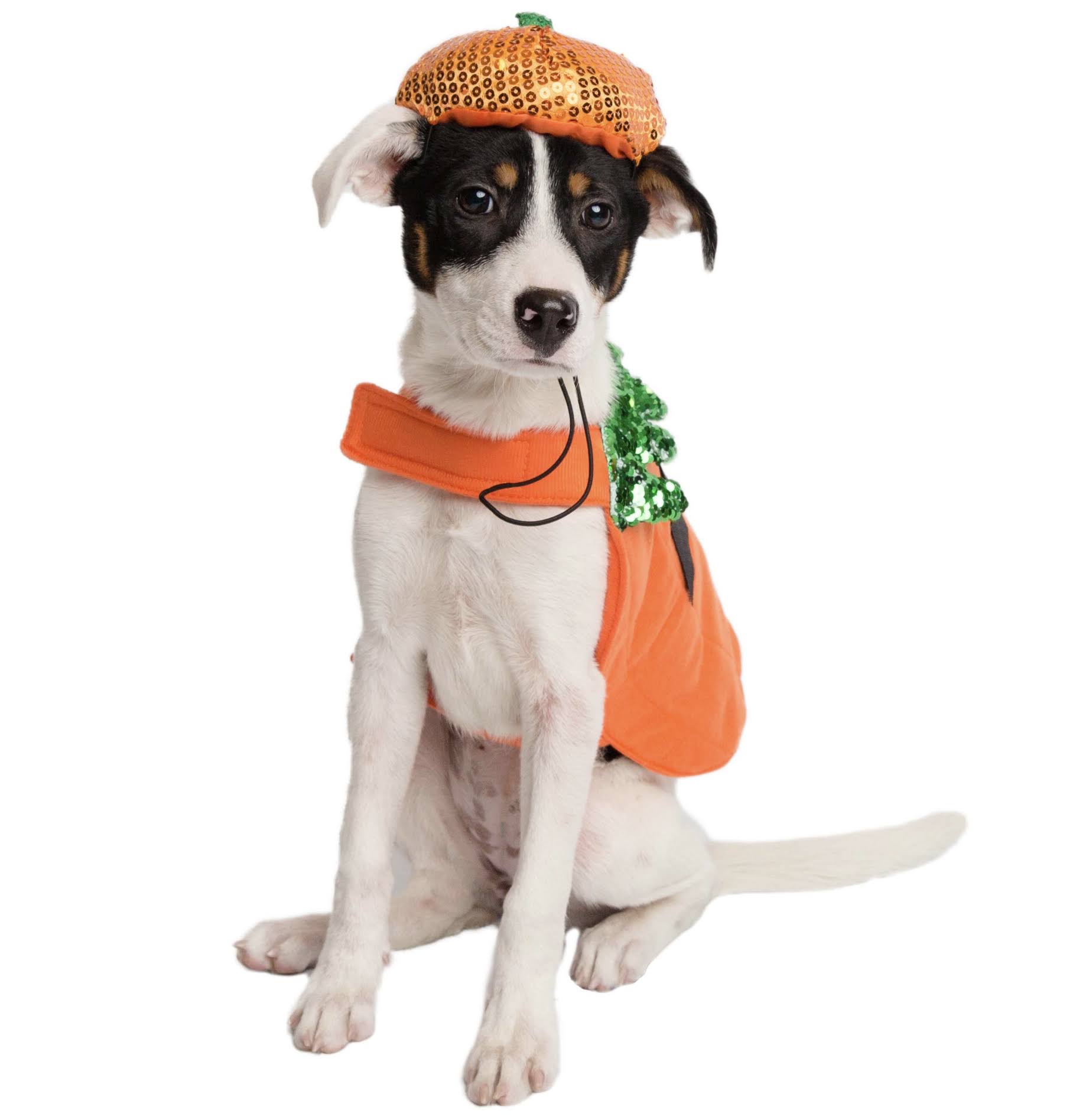 Pet Krewe Pumpkin Dog Costume