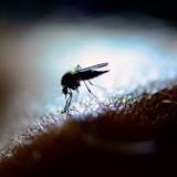West Nile virus detected in 2 people in NYC amid surge in infected mosquitoes