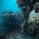 Scientists send coral reef plea to Australia 