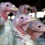 DNR cautions hunters handling wild birds due to avian flu threat