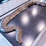 Team Hauls in 18-Foot Burmese Python, Heaviest Ever Captured in Florida