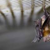 Idaho Public Health Officials Urge Residents to Take Precaution After Rabid Bat is Discovered in Downtown Boise