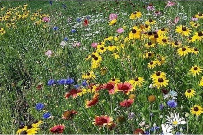 Plantation Products Wildflower Seed Mix - America's Food Basket - Lawrence - Delivered by Mercato