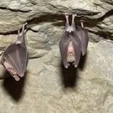 New Covid-like virus in bats could infect humans, resist vaccines: Study