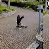 Breastfeeding North Saanich mom goes viral after stopping eagle from snatching pet goose (VIDEO)
