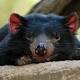 Tasmanian devils are evolving to resist a deadly cancer 