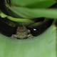 Frogs who have sex in private have smaller privates 
