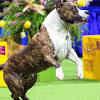 American Staffordshire Terrier Kampfhund