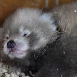 Birth of endangered red panda cub at UK zoo a 'symbol of hope'