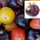 Genetically modified PURPLE tomatoes with 10 times more antioxidants are set to hit the market