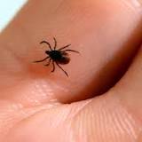 What You Need to Know About Ticks This Summer: New Diseases, Prevention Tips and More
