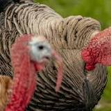 Sardis Park is confirmed site of 'active' outbreak of avian influenza in Chilliwack