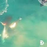 Watch This Stunning Footage of Orca Whales Killing a Great White Shark