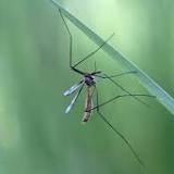 Pinal County, Ariz., sees first positive West Nile virus mosquitos of 2022
