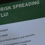 Chickens culled near Bury St Edmunds amid further bird flu outbreaks