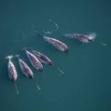 Clarifying chaos of narwhal behavior