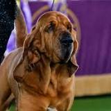 7 awesome photos of 2022 Westminster Best in Show winner Trumpet the Bloodhound