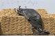 Government gearing up to bring in ordinance on Food Security: Sources