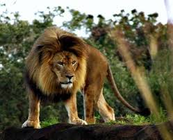 Animal Kingdom.... King of the world!