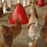 Province holds avian flu info session for Okanagan small-flock poultry owners