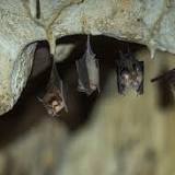 Scientists Find a New Coronavirus in Bats That Is Resistant to Current Vaccines