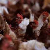 All reported cases of Avian flu in wild birds