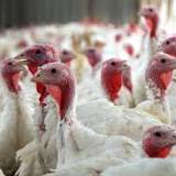 Birds in Wyoming are again testing positive for pathogenic avian influenza