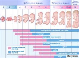 таблица беременности