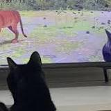 Katzen-Hitspiel Stray: So reagieren Katzen auf den virtuellen Flohbeutel
