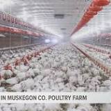 Bird flu found in commercial poultry flock in Muskegon County: Here's what to know
