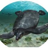 Fossils of car-sized turtle, one of the largest ever, found in Spain